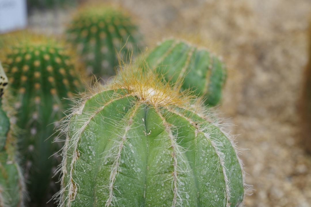 pflege des weihnachtskaktus: tipps zur richtigen bewässerung, beleuchtung und düngung für einen gesunden und blühenden weihnachtskaktus während der winterzeit.