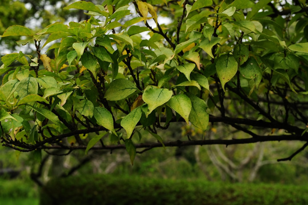 erfahren sie, wie sie clematis richtig schneiden, um gesundes wachstum und wunderschöne blüten zu fördern. praktische tipps zur clematis-pflege und zum rückschnitt.