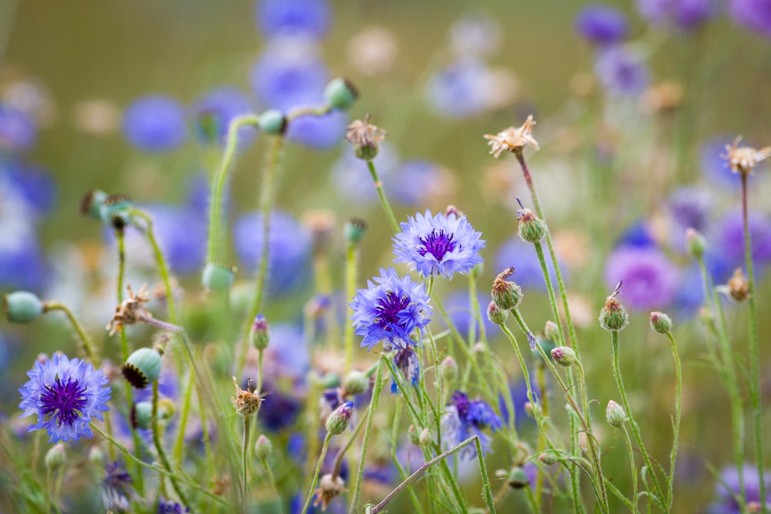 erfahren sie mehr über kornblumen: ihre bedeutung, verwendung und schönheit in natur und garten.
