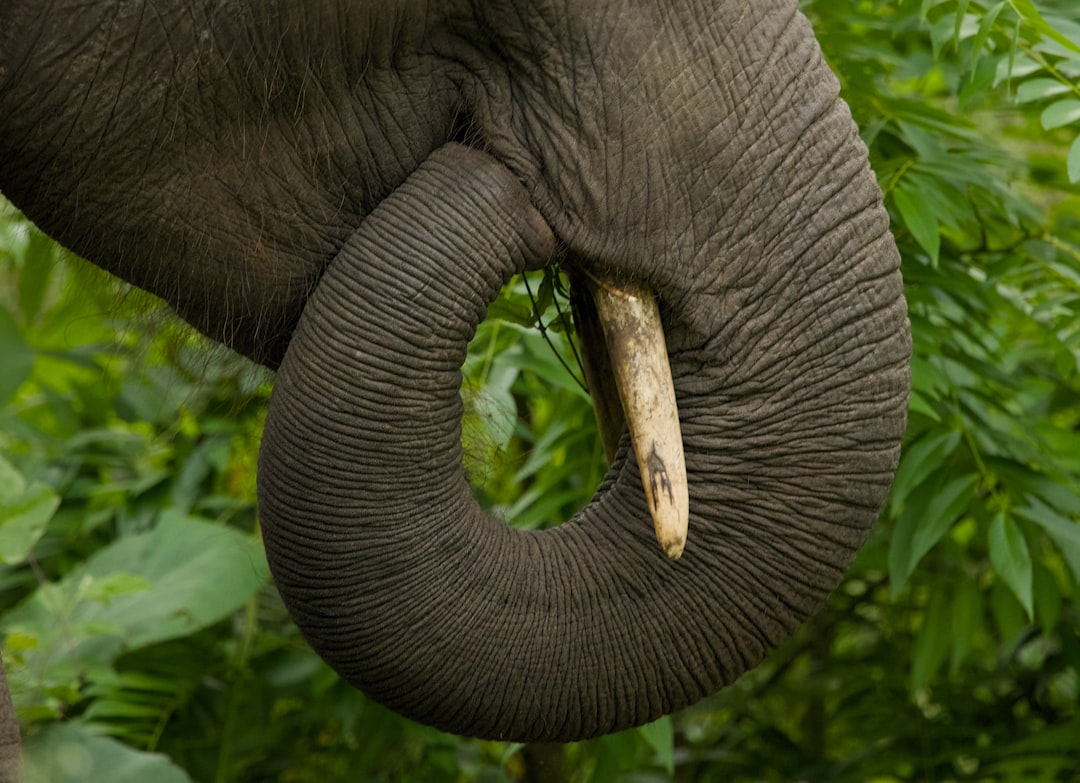 entdecken sie die faszinierende welt des 'elephant's foot', einer gefährlichen radioaktiven formation, die aus geschmolzenem kernbrennstoff im kernkraftwerk tschernobyl entstanden ist.