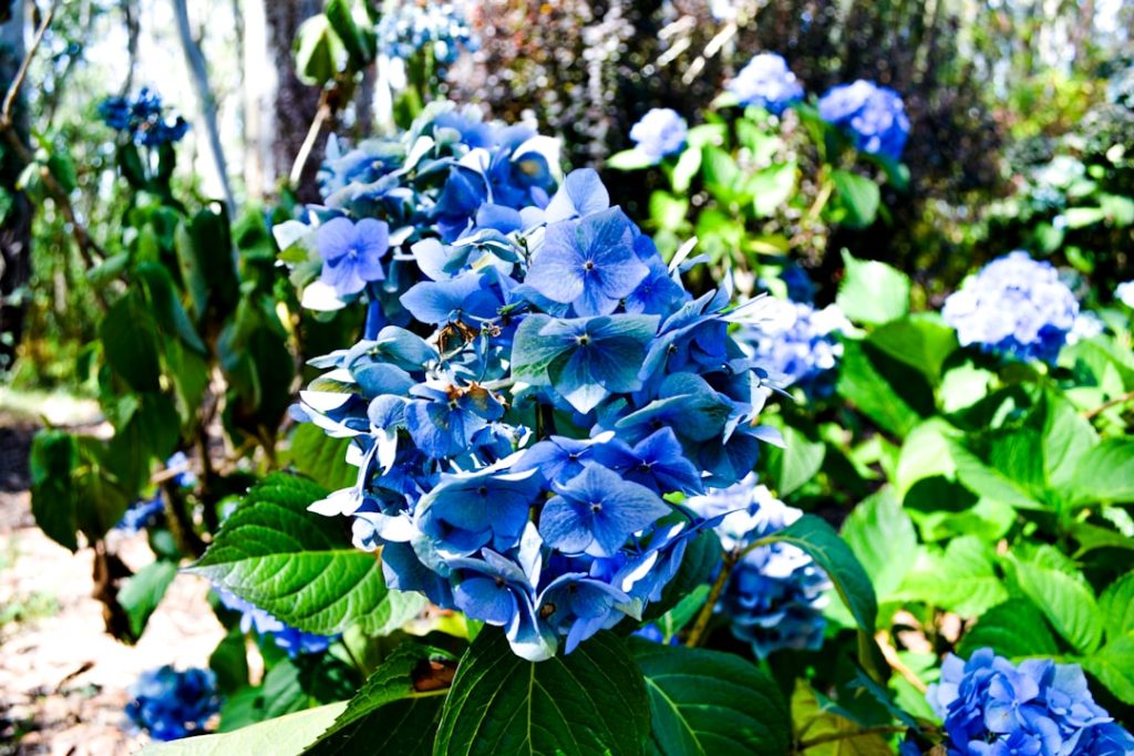 pflegehinweise für hortensien: tipps zur bewässerung, düngung und schnitt, damit ihre hortensien gesund wachsen und prachtvoll blühen.