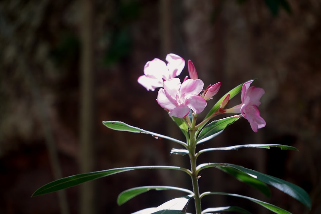 entdecken sie oleander, eine attraktive und widerstandsfähige mediterrane pflanze, die mit ihren farbenfrohen blüten gärten und balkone verschönert.