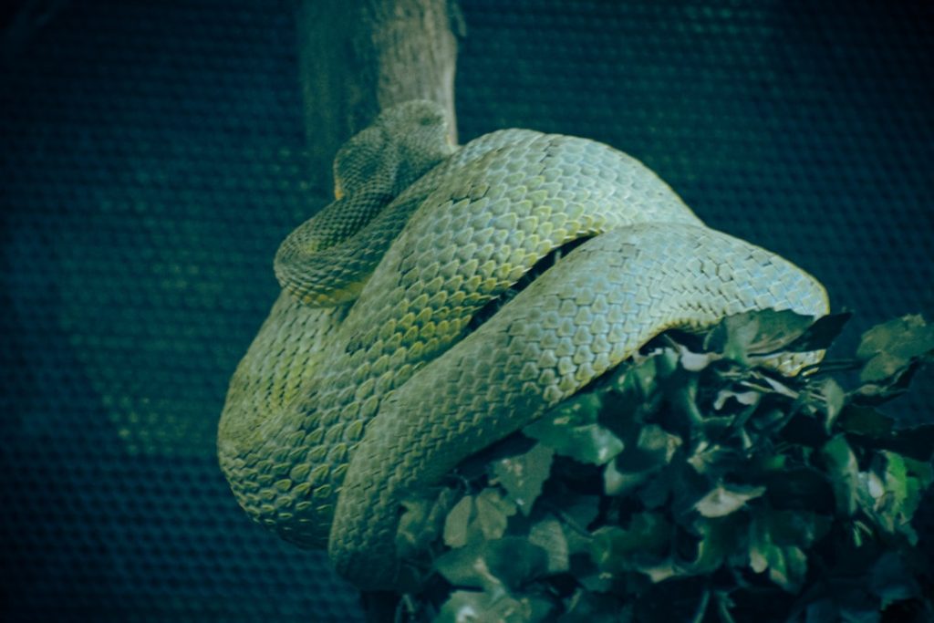 pflege der bogenhanf-pflanze: tipps zur bewässerung, lichtverhältnissen und standort für gesundes wachstum ihrer snake plant.