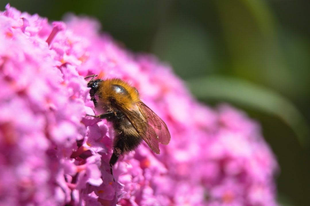 entdecken sie die bezaubernde sommerflieder-pflanze mit ihren duftenden, lilafarbenen blüten – perfekt für ihren garten im sommer.