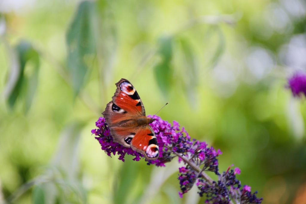 entdecken sie den sommerflieder: eine duftende blütenpracht, die ihren garten in strahlenden farben erblühen lässt.