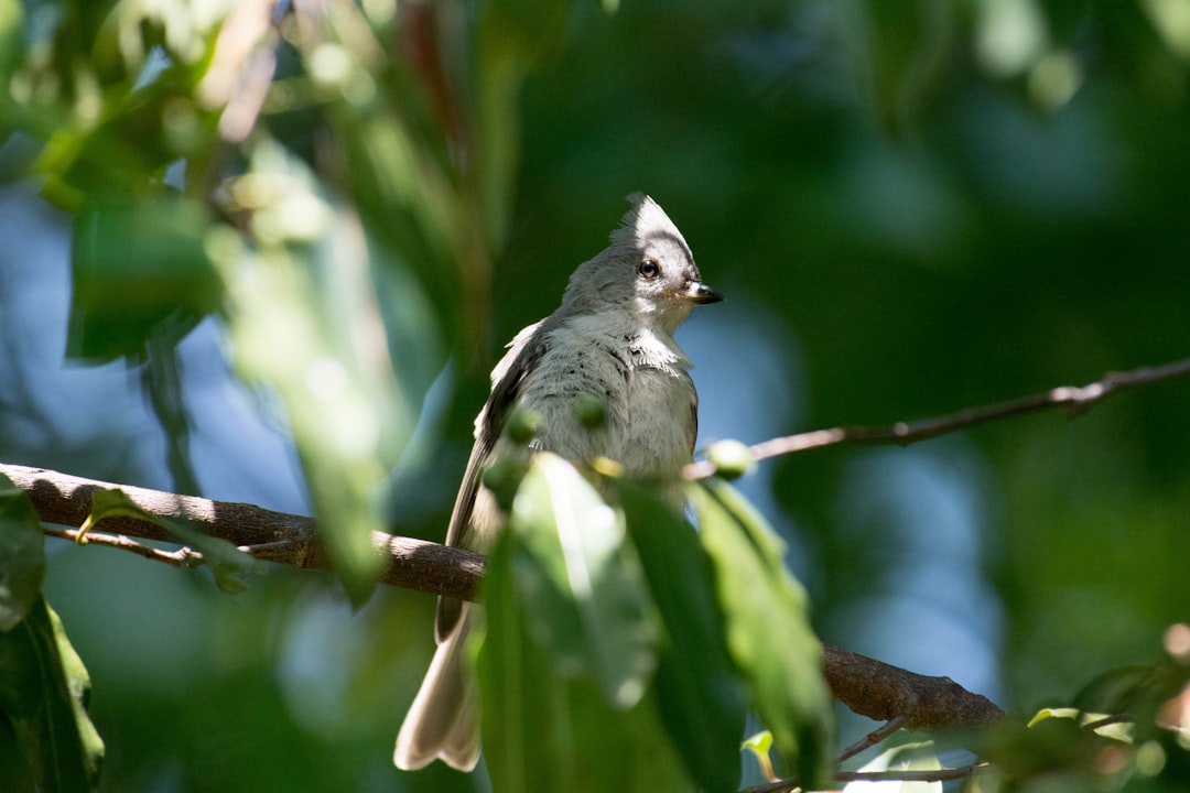 entdecken sie titmice – faszinierende kleine vögel mit lebhaften farben und neugierigem verhalten. erfahren sie mehr über ihre lebensweise und lebensräume.