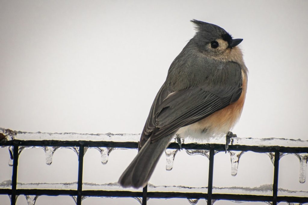 titmice: entdecken sie interessante informationen und neuigkeiten rund um die kohlmeise und andere meisenarten.
